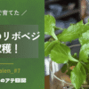 三つ葉のリボベジ、初収穫