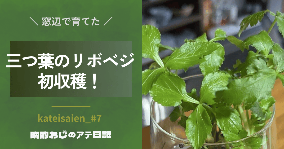 三つ葉のリボベジ、初収穫